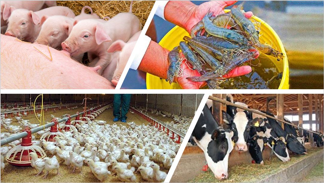 animal health especies